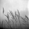 Stems - Recondite