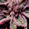 Consumiendo(feat. Kid Lucilfer, Tthewhiteblackk & Laflare Pazzia) - young darhi&Kid Lucilfer&Tthewhiteblackk&LAFLARE PAZZIA
