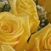 yellow roses - Israa