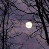 MIDNIGHT MOON - Naturale