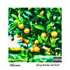 All My Bitches Eat Fruit (Explicit) - 18forever