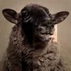Sheep (Explicit) - GULLYSPiT&TOXIC&Toxic&Jacob Andrew MacDonald
