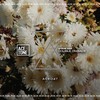 Double on Back (Original Mix) - Steve Tosi