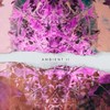 Amauta - Renzo Zong