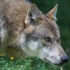 Wolf - Sheehan