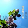 梧桐花又开 - 守护一生