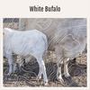 White Bufalo - American Nativies