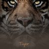 Tiger - Nick Todd