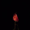 The Lie We Always Tell (Explicit) - TVBUU&Nik $ix