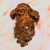 Amplesso - Vagasbronzo&Price&Necci&Er Drago