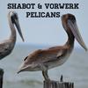 Pelicans - Shabot&Vorwerk