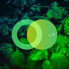 Parrake - Phi6