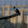 Gujj Morning ! - Manu Ramesan