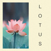 LOTUS - Prod. Jay&Vela