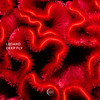Deep Fly - Ledako