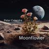 Moonflower - Peter Calandra