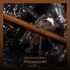 Undomesticated Macrocosm - Veng Pato