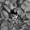 For You(feat. Lxnely beats) - E.L.F&Lxnely Beats