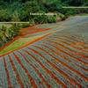Perish Stubborn - Linett Hees