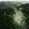 FOREST - Mayank
