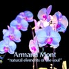 Winter Views - Armand Mont