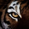 Eye of the Tiger (Rocky Techno Mix) - Cristobal Chaves