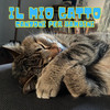 Il Gatto Tino - I Gatti Neri Canzoni Per Bambini