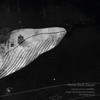 Dying Sun (GVERRA Remix) - Home Shell&Elaven&Gverra
