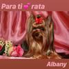 Para Ti Rata (Explicit) - Albany&Tweak