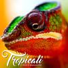 Tropicali (Explicit) - El Rock&Deuce Eclipse&One Drop Scott