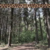 Dear Mr. Foxx (Original Mix) - Andreas Foxx&Hjorthage