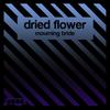 Mourning Bride - Dried Flower