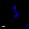 Hong Kong Royalty, Pt. 2(feat. Dough-Boy) (Explicit) - Skibs&Dough-Boy