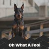 Why Did You Laugh? - The Excellents