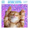The Internet Is a Distract - Oh Look a Kitten (Official Theme Song) - LJ MTX 