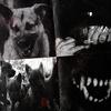 STRAYDOGZ (feat. Yn Krol) (Explicit) - Kasatka GX&Yn Krol
