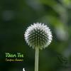 Carefree Summer (Original Mix) - Viktor Vos