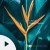 Arabian Nymph (Original Mix) - Abhi Naya