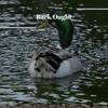 Back Ought - Baurice Caran