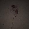 LOVE (Explicit) - Yokai&222LO$T&Youssef Emery Khoury-Daugherty