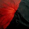 Back to Black - Adil Hasan