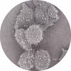 Pneumethorax - DJ Wank