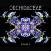 Orchidaceae (Radio Edit) - Amby