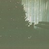 Carried to a Hollow Christmas Tree - Sharks' Teeth