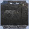 Tortoise - Mosh Matti