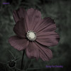 Song for Dorothy - Steve K