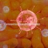 Coronavirus(Quarantine Snacks) - DJ Bruh