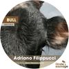 Bull (Original Mix) - Adriano Filippucci