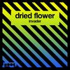 Invader - Dried Flower