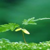 万物复苏（大提琴） - 子宇